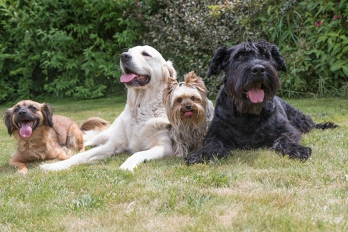 How Many Pets Are Too Many? A Responsible Owner's Guide