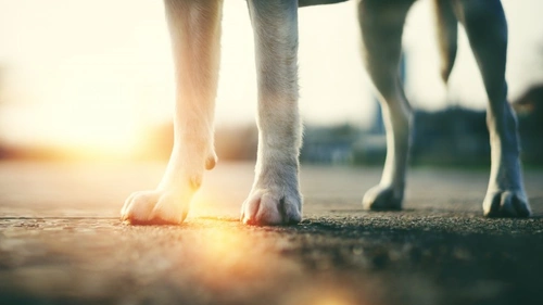 Burnt paws: a common summer hazard and how to prevent it