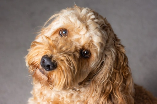 Why Is My Dog Suddenly Clingy? Causes & Practical Solutions