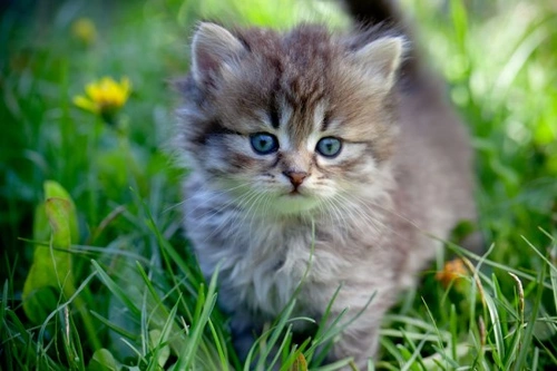 Cat Friendly Garden Plants: 14 Safe & Colourful Choices