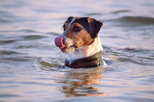 Getting Your Dog Comfortable Around Water: Safe Steps