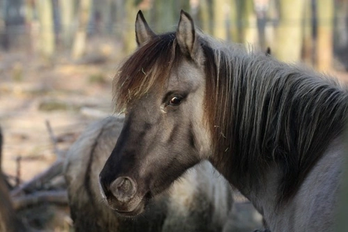 10 Unique & Rare Horse Breeds You Should Know