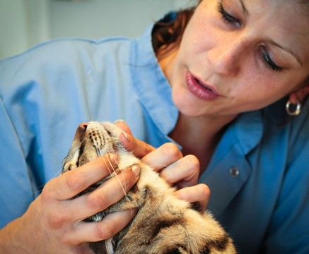 Feline Acne: Causes, Symptoms & Effective Treatments