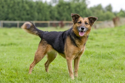 Harvest Mites and Dogs: Identifying and Managing Autumn Allergens
