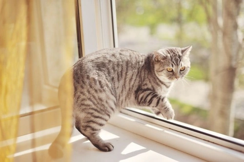 Picking a New Home with Your Pet in Mind: Top Tips for Pet Owners
