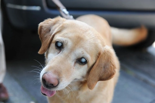 Cataracts in Dogs: Causes, Signs & Treatment Guide