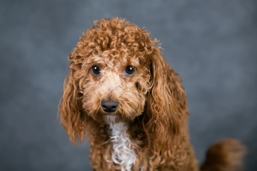 10 Things to Know Before Buying a Poochon Puppy