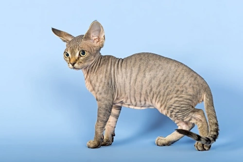 Six UK Native Cat Breeds: Origins and Unique Traits