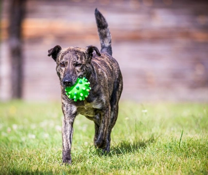 Why Some Dogs Don’t Respond to Playing with Toys: Causes & Solutions