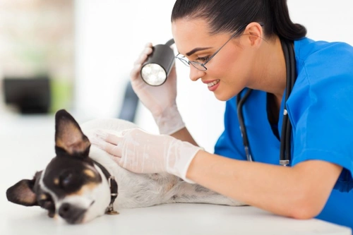 Acanthosis Nigricans in Dogs: Causes, Signs & Treatment