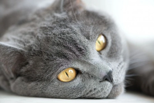 Top 5 Mistakes Cat Owners Often Make and How to Avoid Them