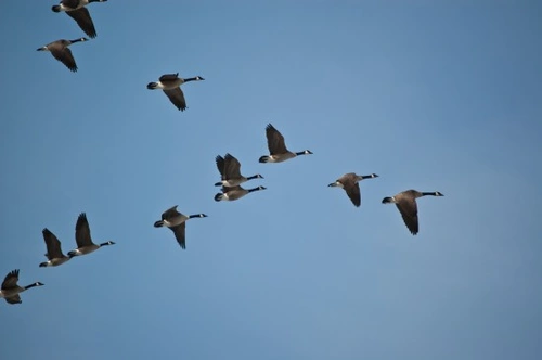 What is Bird Migration? A Complete Guide to Nature’s Great Journeys