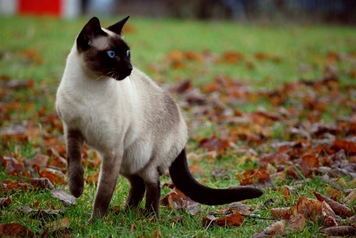 Siamese Cat Colour Genetics Explained: Key Genes & Colours