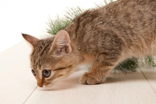 9 formas sorprendentes en que el olfato de tu gato le ayuda a prosperar