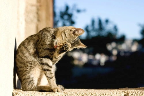 Why Does My Cat Groom Themselves So Much?