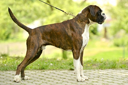 Comprehensive Guide to Degenerative Myelopathy Testing in Dogs