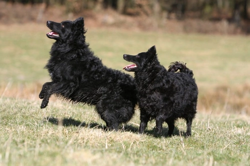 The Mudi - Loyal, Intelligent Hungarian Dog Breed