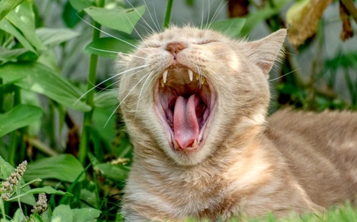 Recognising and Treating Dental Pain in Cats