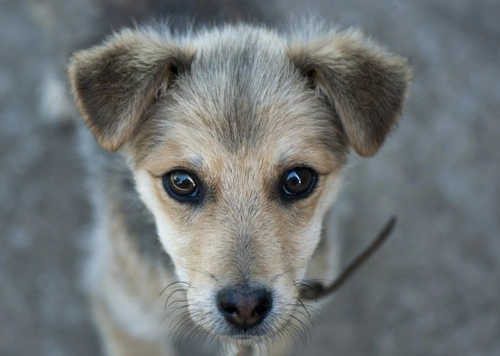 Ganar la confianza de un cachorro abandonado o maltratado