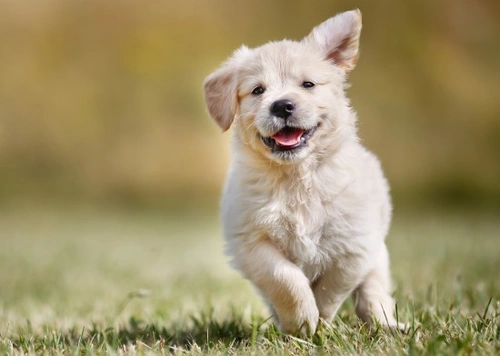 Puppy Exercise and Growth Plate Development Guide