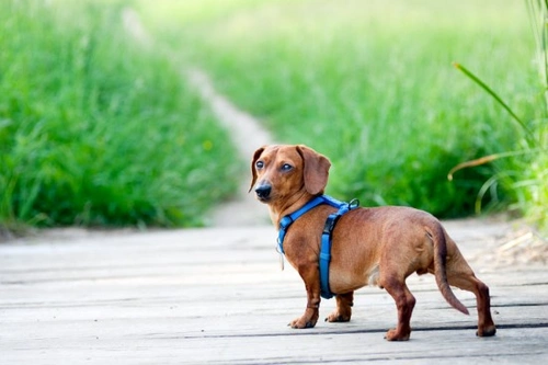 Collars, harnesses and leads: What you need for your dog