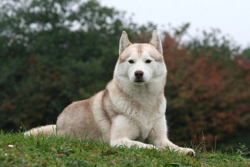 10 preguntas clave al comprar o adoptar un perro adulto