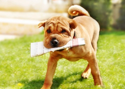 How Dogs Show Possessive Behaviour: Signs and Solutions