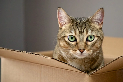 10 Non-Food Treats to Spoil Your Cat in 2025