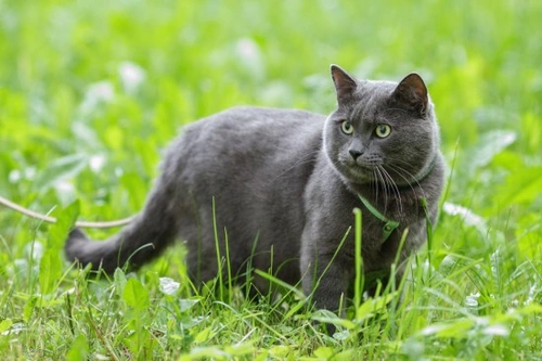 Cómo saber si tu gata está en celo: signos y prevención