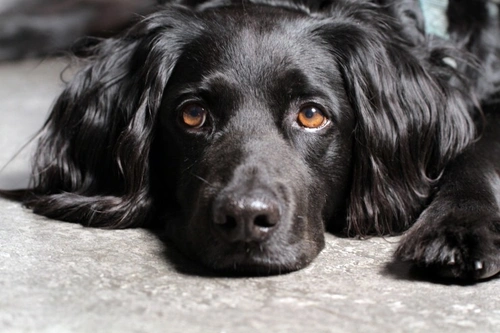 What Causes Hyperphosphatemia in Dogs? Causes & Symptoms