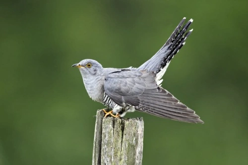 Brood Parasites in Birds: Strategies and Impact Explained