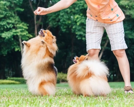 How to Train Your Dog Not to Beg or Take Food from Others