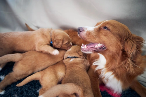 Guía completa de nutrición para perras embarazadas y cachorros