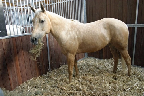Equine Herpes Explained: Signs, Causes and Prevention