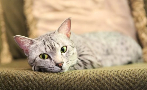 What a Cat's Normal Temperature Should Be: Essential Guide
