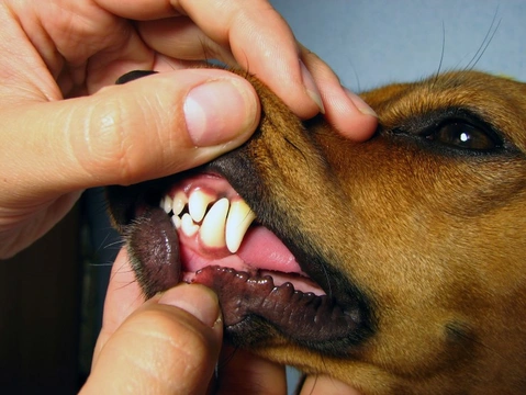 Adult Dog Losing Teeth: Causes and What You Can Do