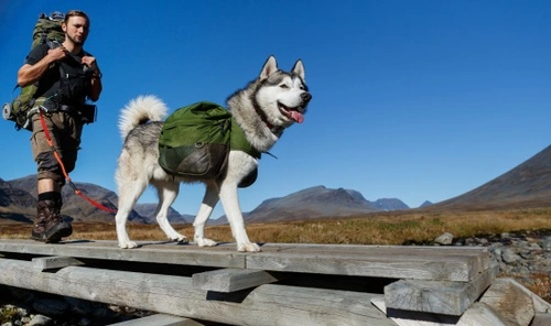 Las mejores razas de perros para senderismo en España
