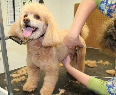 Guía Completa para Cuidar Perros de Pelo Rizado y Poco Pelo