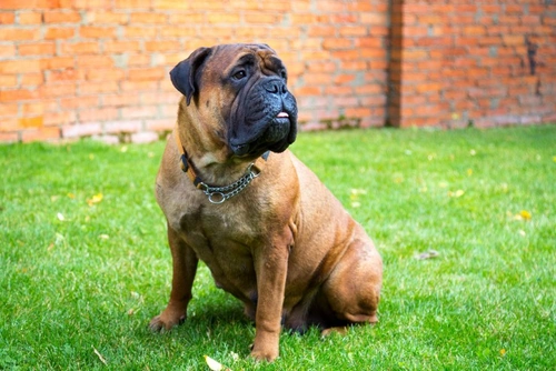Persistent Pupillary Membrane in Dogs: Symptoms, Causes & Care