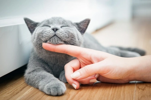 Infecciones y enfermedades comunes que puedes transmitir tu gato