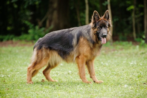 Dermatosis en perros: causas, síntomas y tratamientos