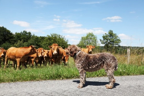 Understanding Your Dog's Behaviour: A Complete Guide