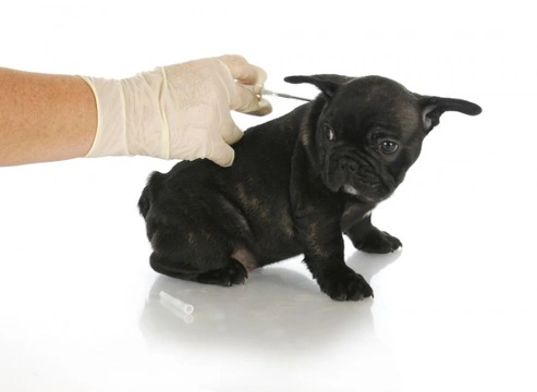 Compulsory Dog Microchipping Law in England & Wales from 2016