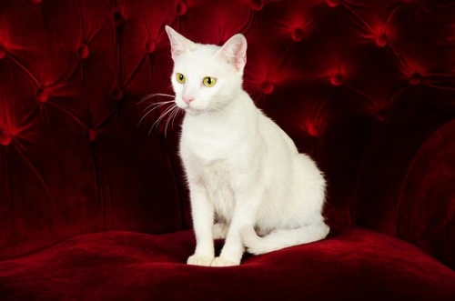 Preguntas frecuentes sobre el gato Khao Manee: guía del raro ‘Ojo de Diamante’