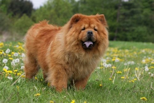 Chow Chow Hypothyroidism: Causes, Symptoms & Care Guide