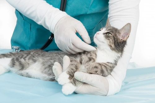 Cómo manejar la peritonitis infecciosa felina (PIF) en gatos