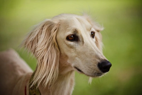 Saluki en España: salud, problemas hereditarios y longevidad