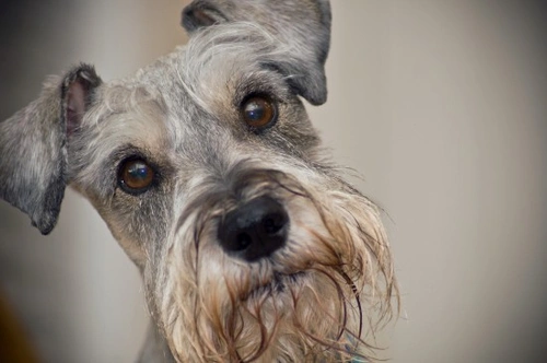 Doge Acne: Causes, Treatment & Skin Care for Dogs