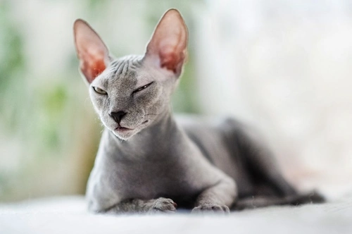 10 Essential Facts to Know Before Buying a Sphynx Cat