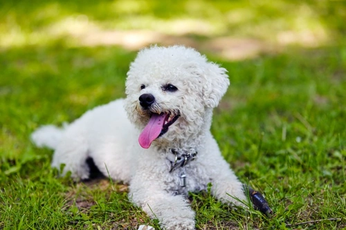 Problemas pancreáticos comunes en perros: síntomas y cuidados